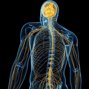 O Signo De Virgem E O Nobre Serviço Do Equilíbrio Entre Corpo, Mente E Espírito 5 - Terapia Com Jay Imagem Do Sistema Nervoso Central: É Conhecida A Tensão Dos Nativos Do Signo De Virgem Ou Das Pessoas Que Tem Mercúrio Muito Ativo No Mapa Natal